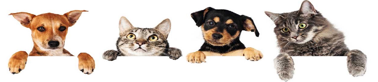 نمایشگاه حیوانات خانگی دبی banner ilikevents