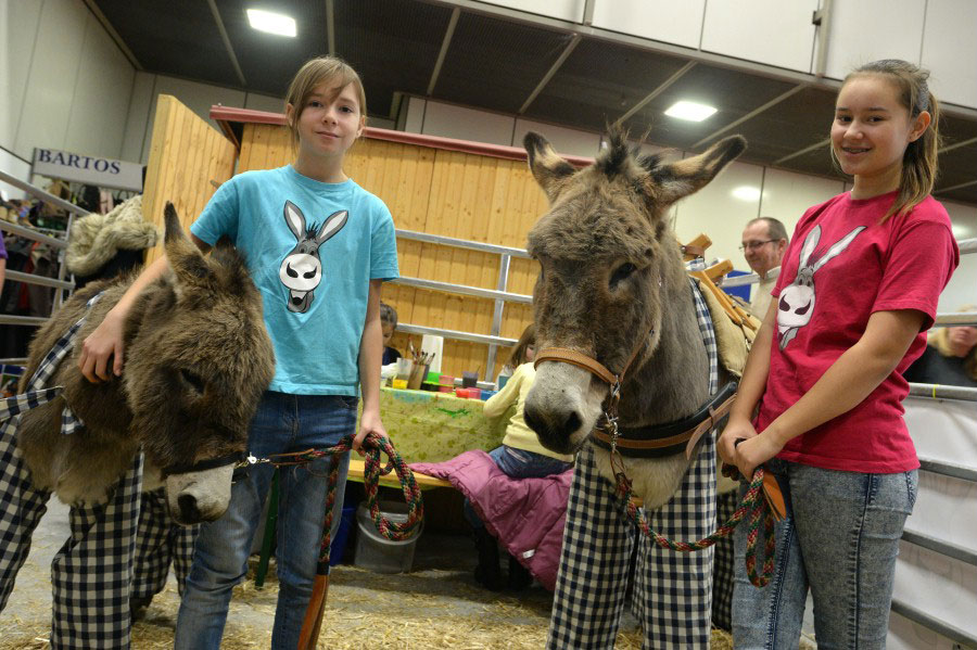 HIPPOLOGICA Exhibition HIPPOLOGICA Exhibition